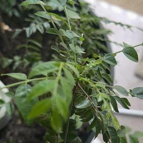 Photo of the plant species Curry Tree by @WelsomeKawaka62 named Nemo on Greg, the plant care app