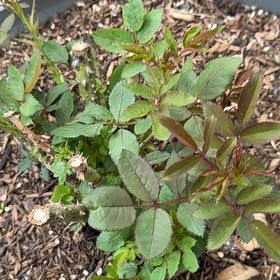 Photo of the plant species Redleaf Rose by @WelsomeKawaka62 named Maria Stern on Greg, the plant care app