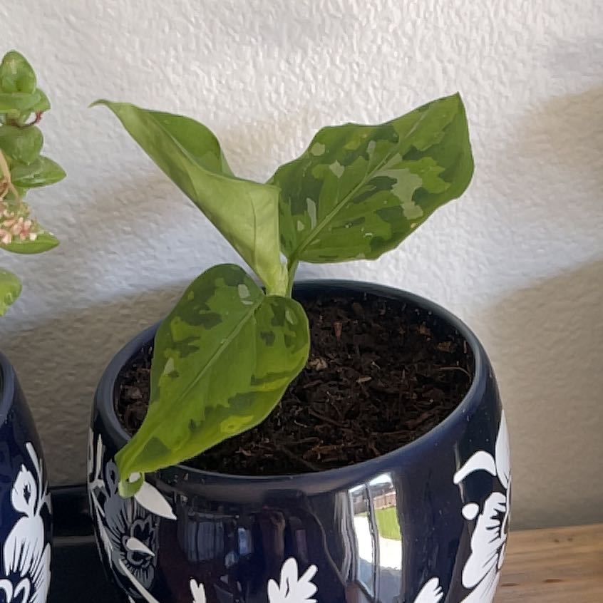 Photo of the plant species Aglaonema 'Tricolor' by @ManyAnchistea76 named Homer on Greg, the plant care app
