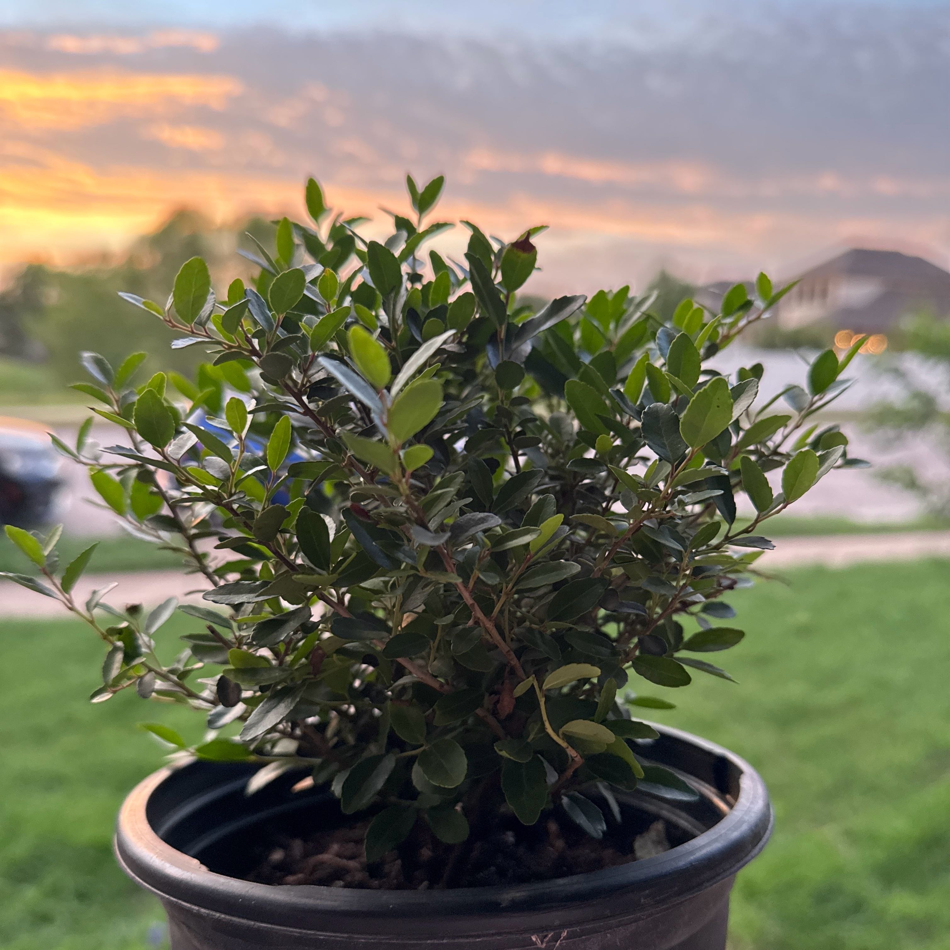 Photo of the plant species Dwarf Yaupon Holly by @Coppelia named Luna on Greg, the plant care app