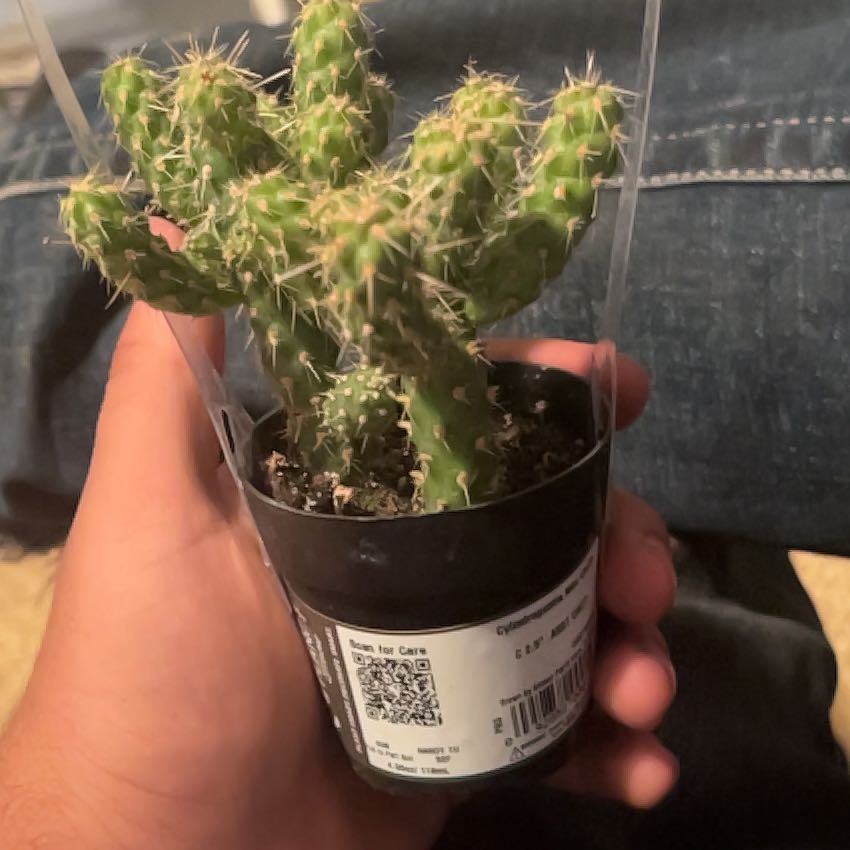 Photo of the plant species Chain-Link Cholla by @El-mataplantas named Homer on Greg, the plant care app