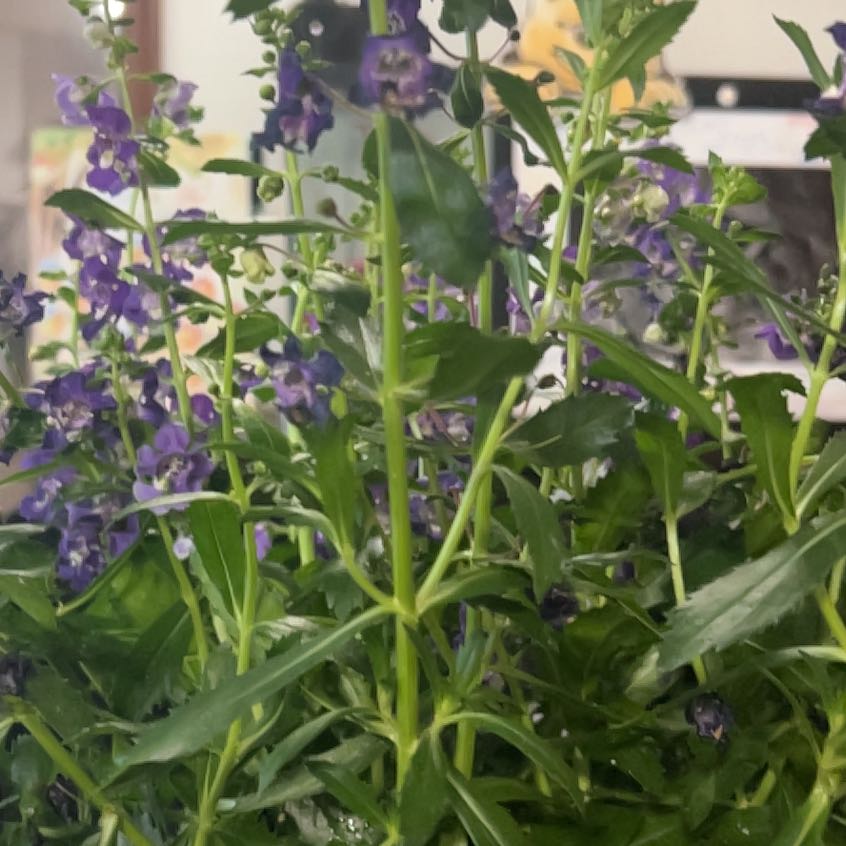 Photo of the plant species Obedient Plant by @SteamyPrasium47 named Naomi on Greg, the plant care app