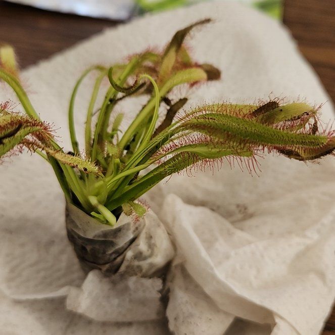 Photo of the plant species Cape Sundew by @WillTorgrass71 named Malnourished Martha on Greg, the plant care app