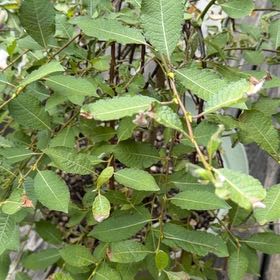 Photo of the plant species Pussy Willow by @BusyYuzu9 named Demi on Greg, the plant care app