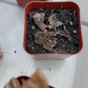 Photo of the plant species Living-Rock by @BusyYuzu9 named Denali on Greg, the plant care app