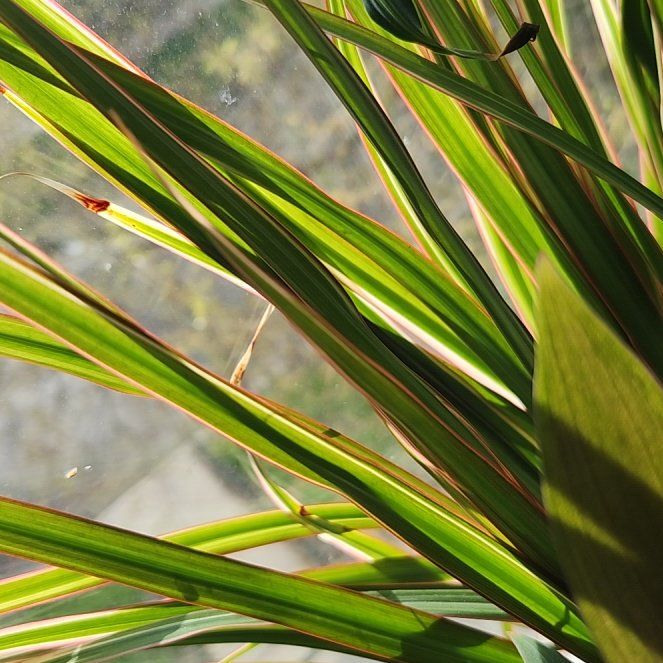 Photo of the plant species Cogon Grass by @TryMorombe71 named Prince on Greg, the plant care app
