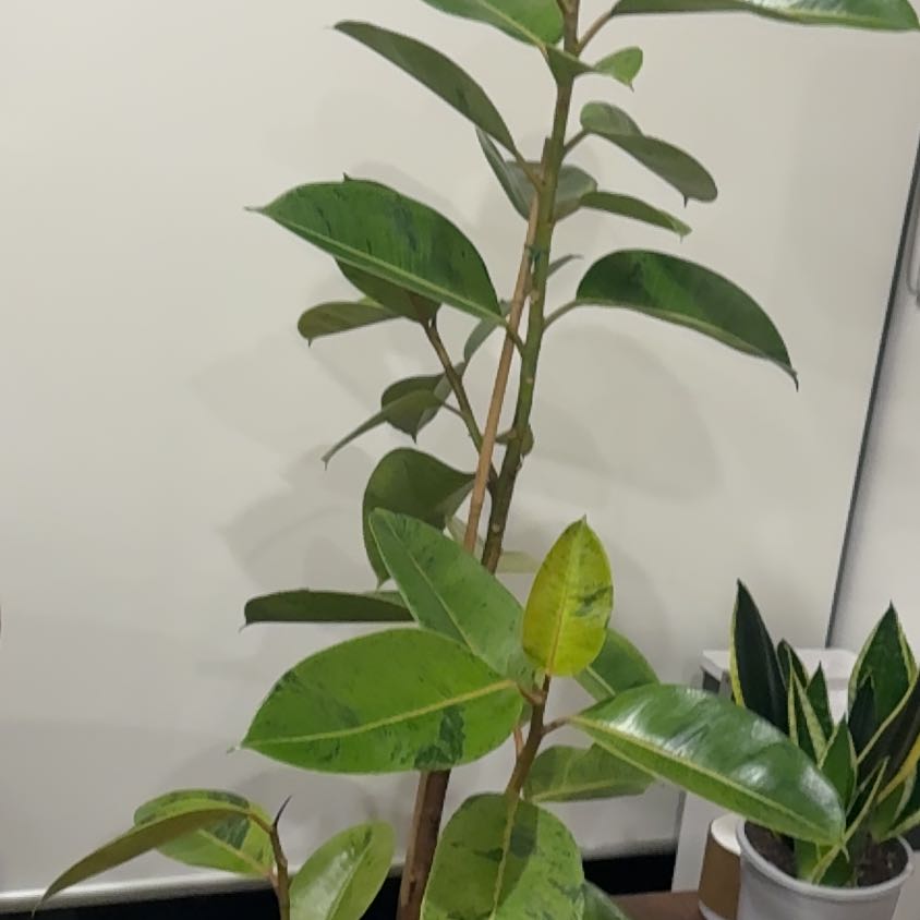 Photo of the plant species Ficus elastica 'Shivereana' by @SnappyCat77 named Marty on Greg, the plant care app