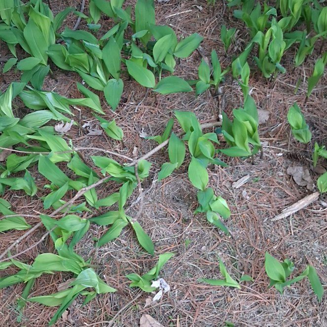 Photo of the plant species Yellow Clintonia by @JuicyEggplant12 named Rihanna on Greg, the plant care app