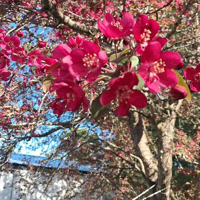 Photo of the plant species Crab Apple by @JuicyEggplant12 named Aristotle on Greg, the plant care app