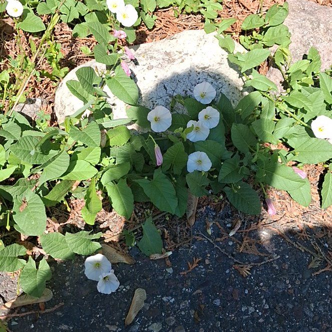 Photo of the plant species Corn Bind by @JuicyEggplant12 named Harry on Greg, the plant care app