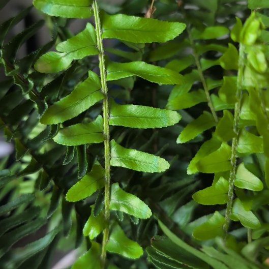 Photo of the plant species Polystichum Acrostichoides by @HipTarbush15 named Zion on Greg, the plant care app