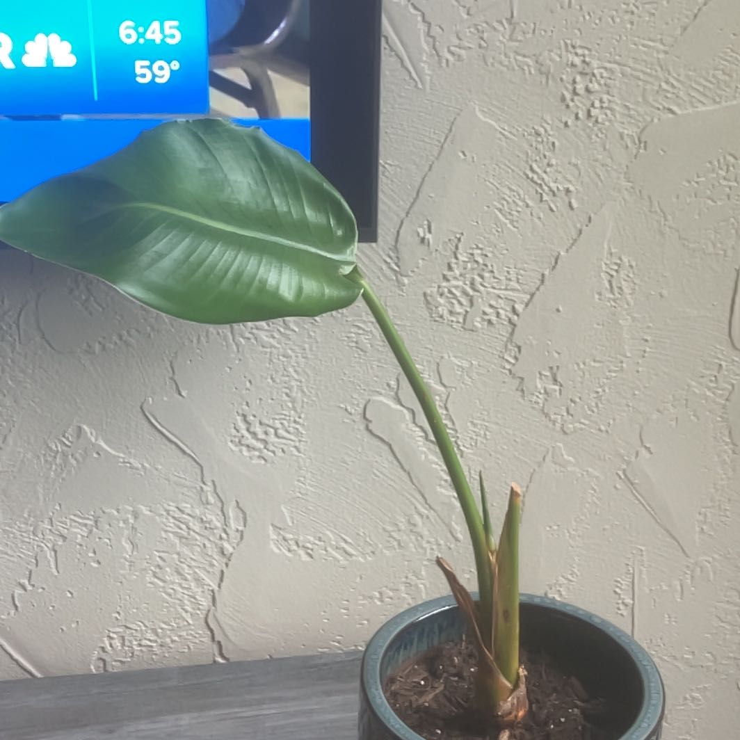 Photo of the plant species Hoya AH 'Bird of Paradise' by @Forrestgump0911 named Julie on Greg, the plant care app