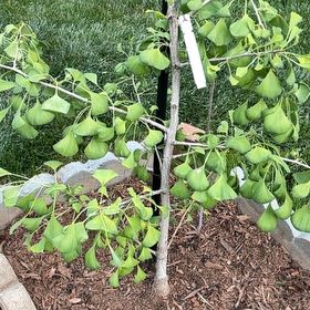 Photo of the plant species Ginkgo Tree by @VipEllisia16 named Bruce Lee on Greg, the plant care app