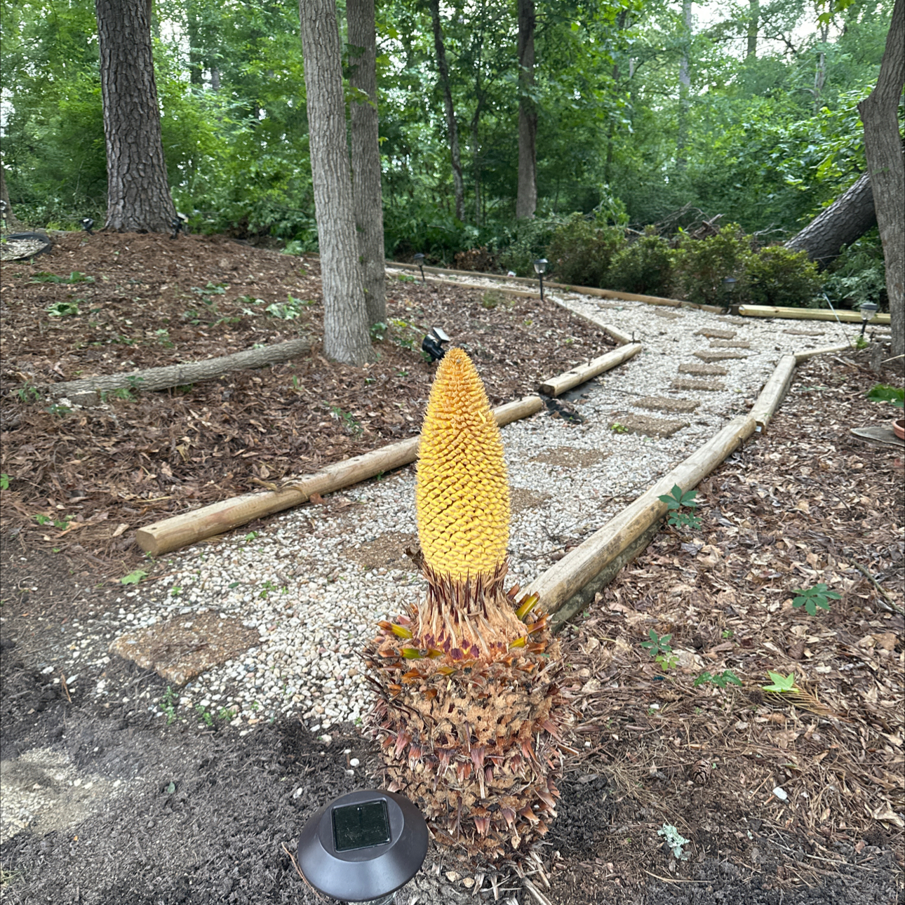 Photo of the plant species Jackfruit by @StaunchLippia51 named Doja Cat on Greg, the plant care app