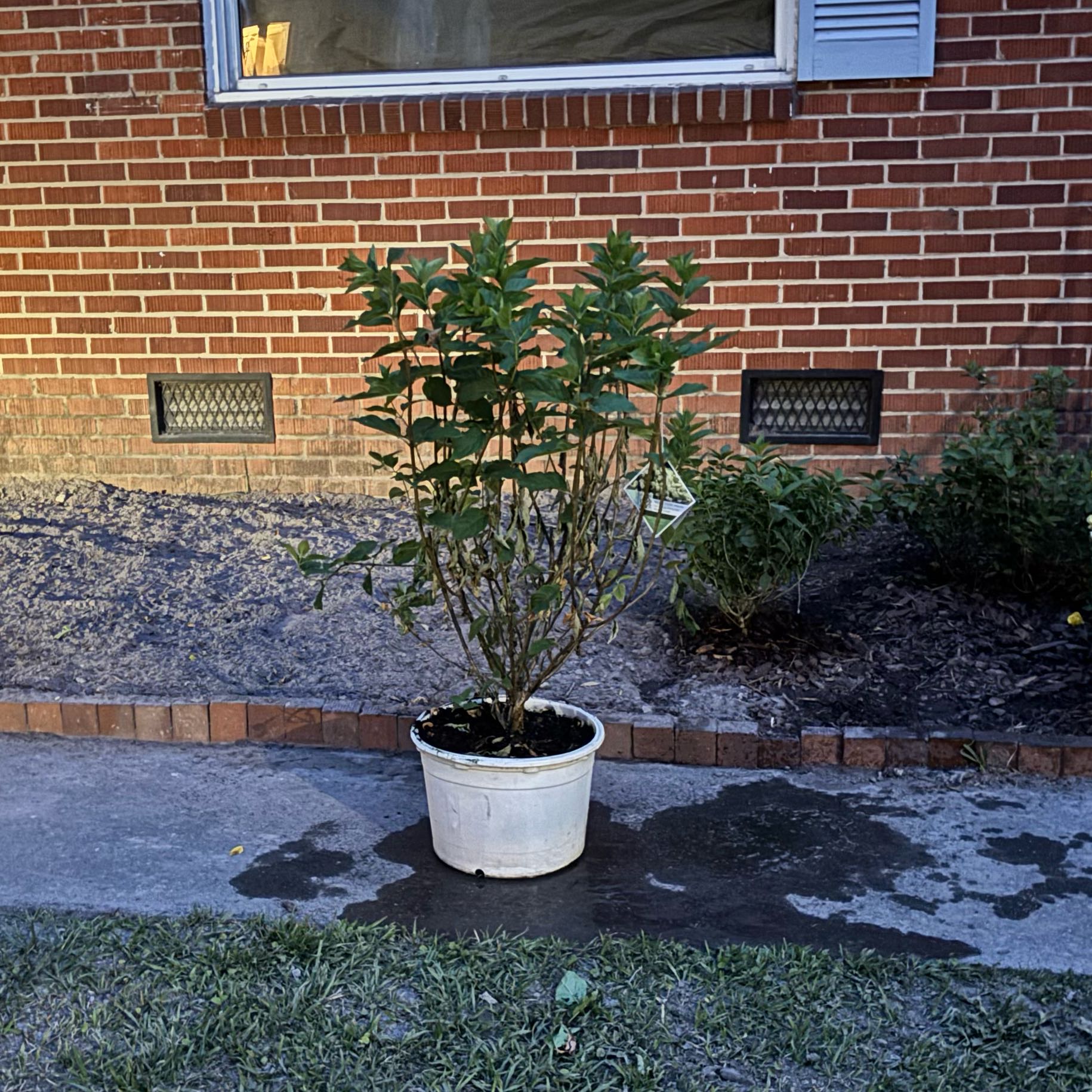 Photo of the plant species Limelight Hydrangea by @ElatedChamise33 named Limelight 5 Gal on Greg, the plant care app