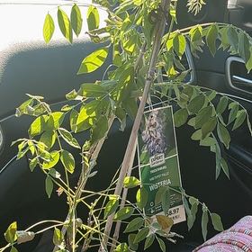 Photo of the plant species American Wisteria by @ElatedChamise33 named Apollo on Greg, the plant care app