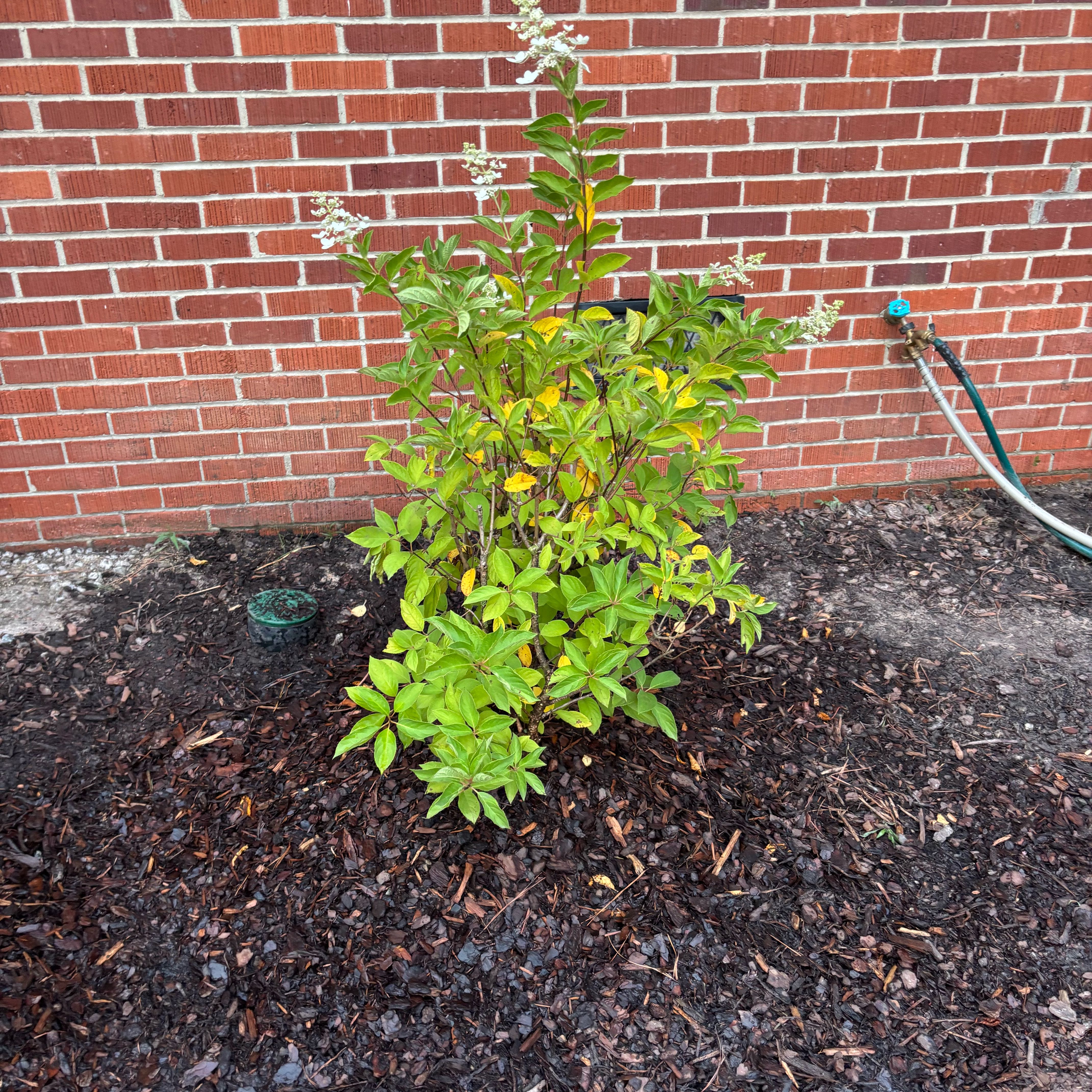 Photo of the plant species Hydrangea Tardiva by @ElatedChamise33 named Bruce Lee on Greg, the plant care app