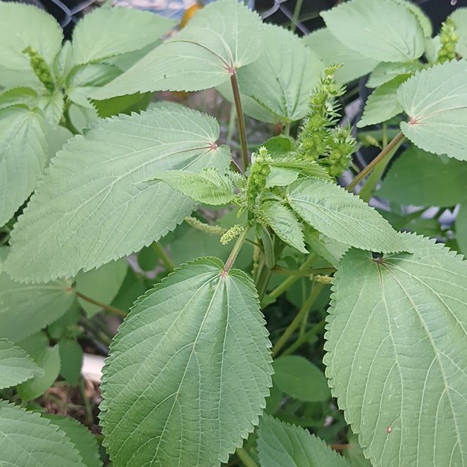 Photo of the plant species Hornbeam Copperleaf by @HotSeagrapes61 named Hemingway on Greg, the plant care app