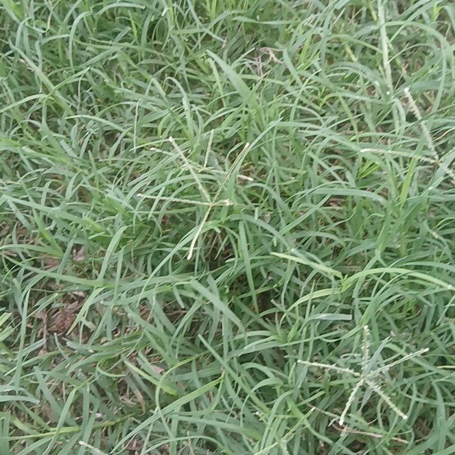 Photo of the plant species Dubo by @HotSeagrapes61 named Michelle Branch on Greg, the plant care app