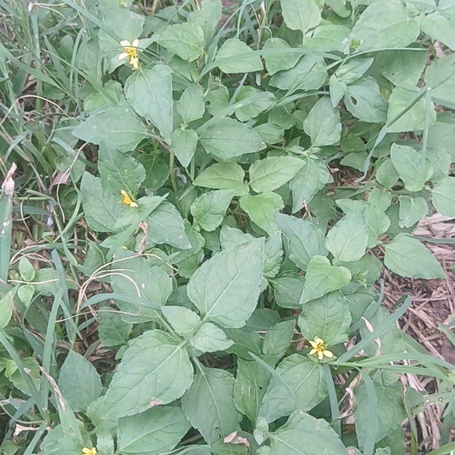 Photo of the plant species Straggler Daisy by @HotSeagrapes61 named Sanders on Greg, the plant care app
