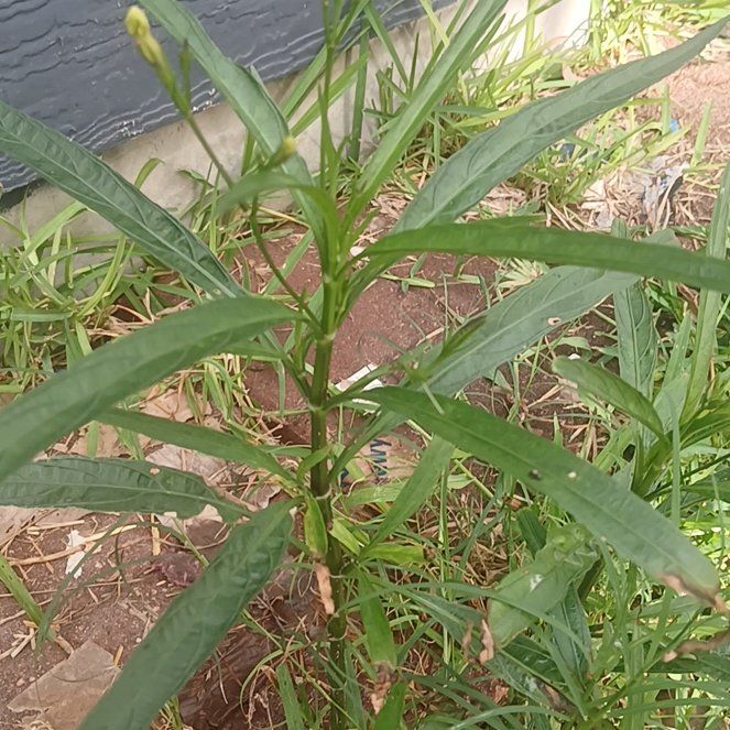 Photo of the plant species Mexican Bluebell by @HotSeagrapes61 named Naomi on Greg, the plant care app