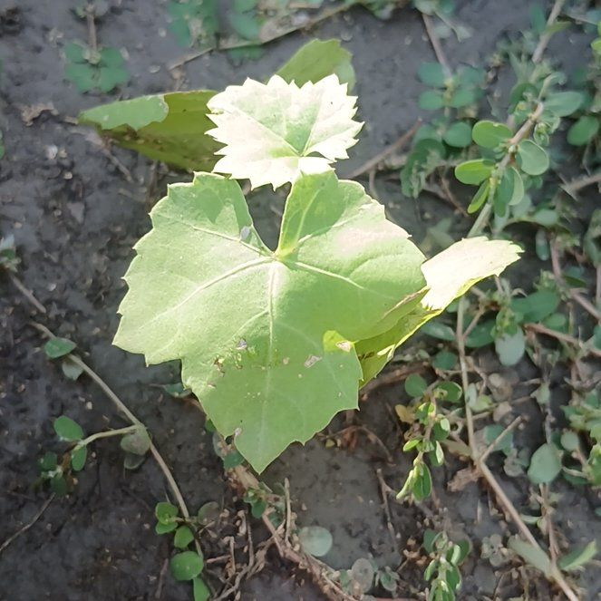 Photo of the plant species Creeping Cucumber by @HotSeagrapes61 named Ulysses S Plant on Greg, the plant care app