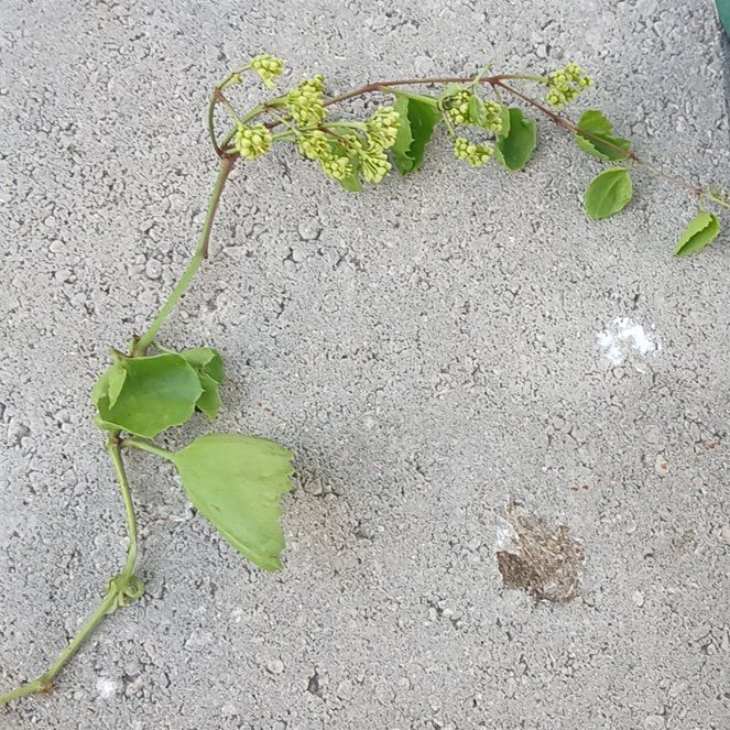 Photo of the plant species Possum-Grape by @HotSeagrapes61 named Sherlock on Greg, the plant care app