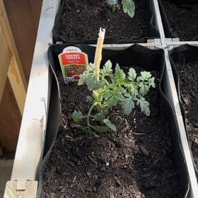 Photo of the plant species Roma Tomato by @FreeWaxivy60 named Plato on Greg, the plant care app