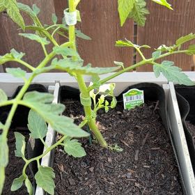 Photo of the plant species Tomato 'Better Boy' by @FreeWaxivy60 named Emerson on Greg, the plant care app