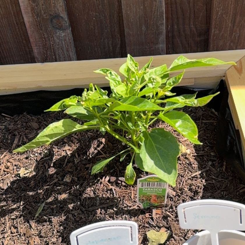 Photo of the plant species Capsicum Frutescens by @FreeWaxivy60 named Ulysses S Plant on Greg, the plant care app