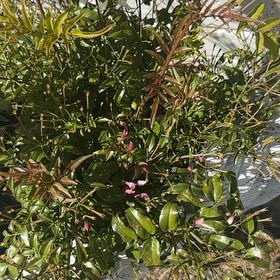 Photo of the plant species Brush Cherry by @LucrativeAgave named Gobi on Greg, the plant care app