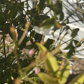 Photo of the plant species Cockspur Coral Tree by @LucrativeAgave named Rosa on Greg, the plant care app
