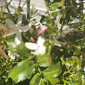 Photo of the plant species Pink Jasmine by @LucrativeAgave named Plato on Greg, the plant care app