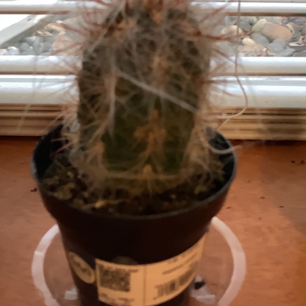 Photo of the plant species Old Man of the Andes by @HipLavender57 named Hairy on Greg, the plant care app