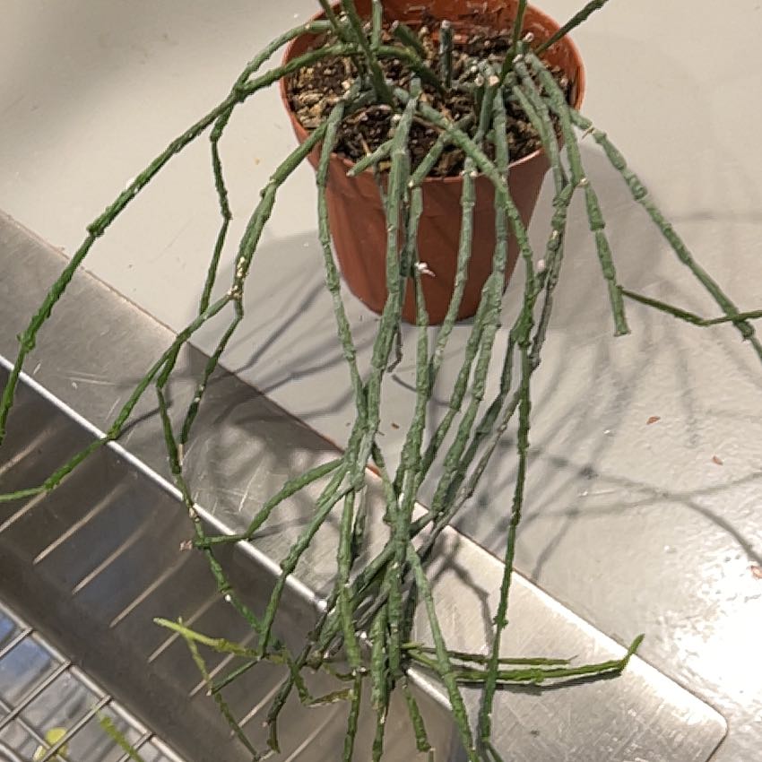 Photo of the plant species Bundle of Sticks by @Zelda named Drake on Greg, the plant care app