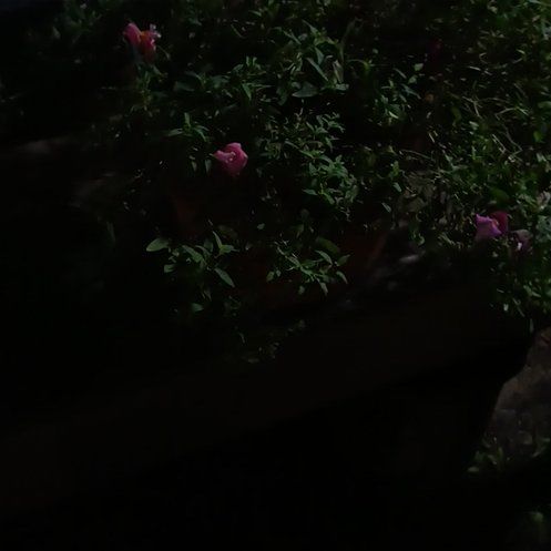 Photo of the plant species Common Snapdragon by @FabLettuce66 named Bigleef Smalls on Greg, the plant care app