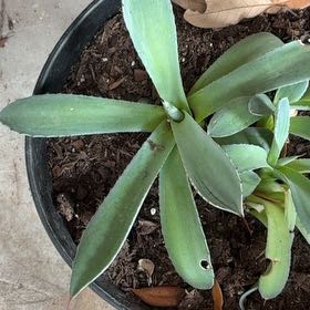 Photo of the plant species False Aloe by @SilkyPlumtree74 named Spike Leaves on Greg, the plant care app