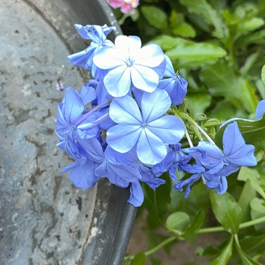 Photo of the plant species Blue Plumbago by @SilkyPlumtree74 named Robert Plant on Greg, the plant care app
