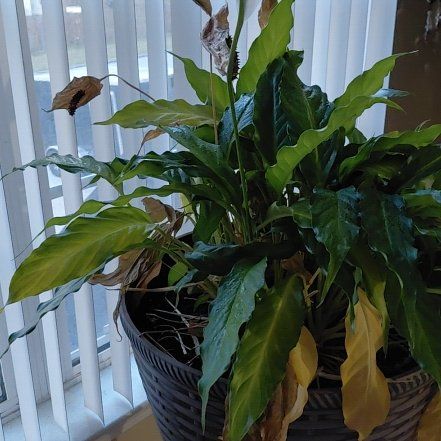 Photo of the plant species Peace Lilly by @SisterlyRose58 named Peace Plant on Greg, the plant care app