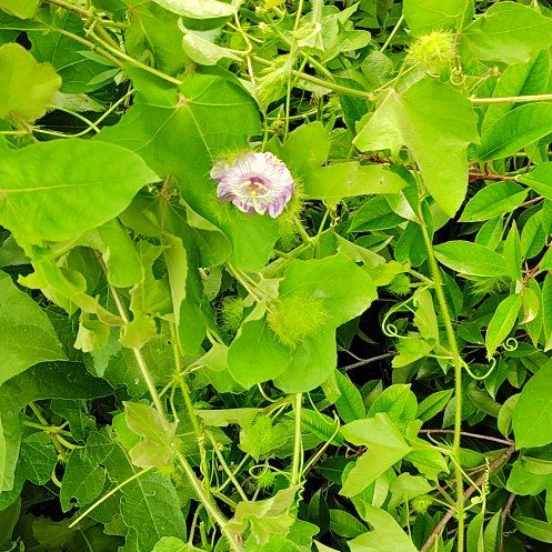 Photo of the plant species Fetid Passionflower by @TitanicLithop83 named Miley on Greg, the plant care app