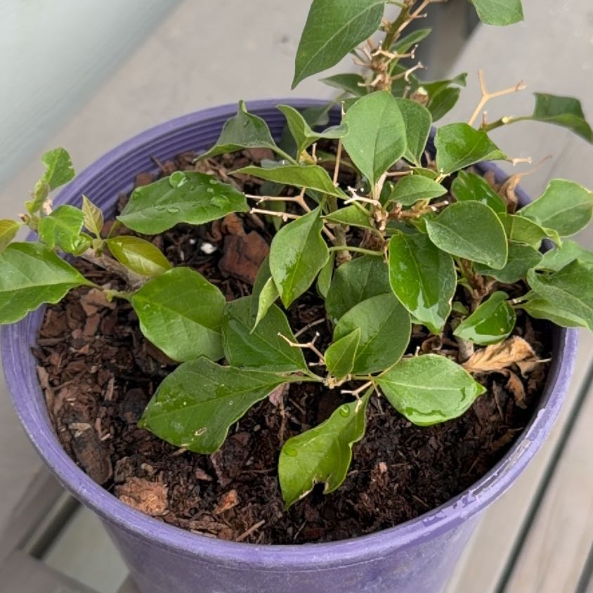 Photo of the plant species Lesser Bougainvillea by @TryJonquil3 named Kardashian on Greg, the plant care app