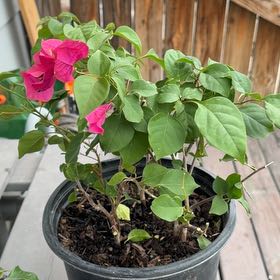 Photo of the plant species Lesser Bougainvillea by @TryJonquil3 named Surya on Greg, the plant care app