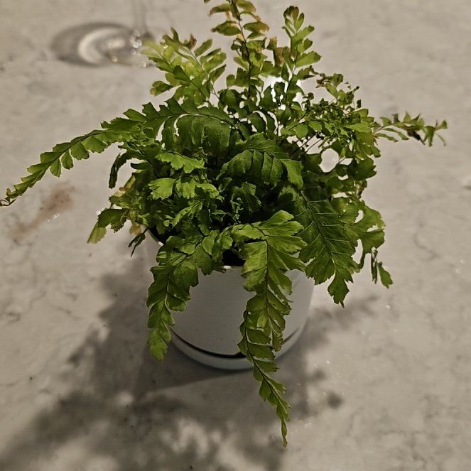 Photo of the plant species Northern Maidenhair Fern by @GreenOnion64 named Freddy on Greg, the plant care app