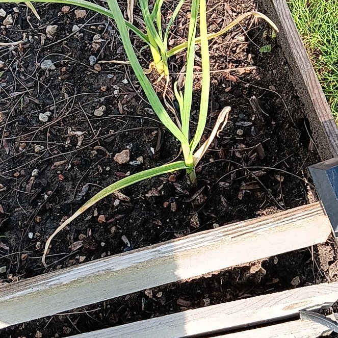 Photo of the plant species Garlic by @GemBlackalder35 named Achilles on Greg, the plant care app