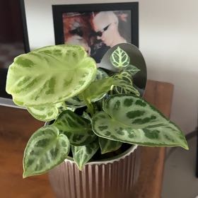 Photo of the plant species Anthurium Dorayaki by @UpbeatChisme26 named Mando on Greg, the plant care app