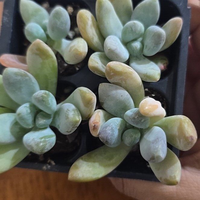 Photo of the plant species Graptosedum 'Blue Giant' by @VastPuriri43 named Huckleberry Fern on Greg, the plant care app