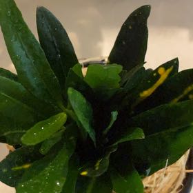 Photo of the plant species Sunny Star Croton by @MrsSippy07_ named Goldi Locz Missy on Greg, the plant care app