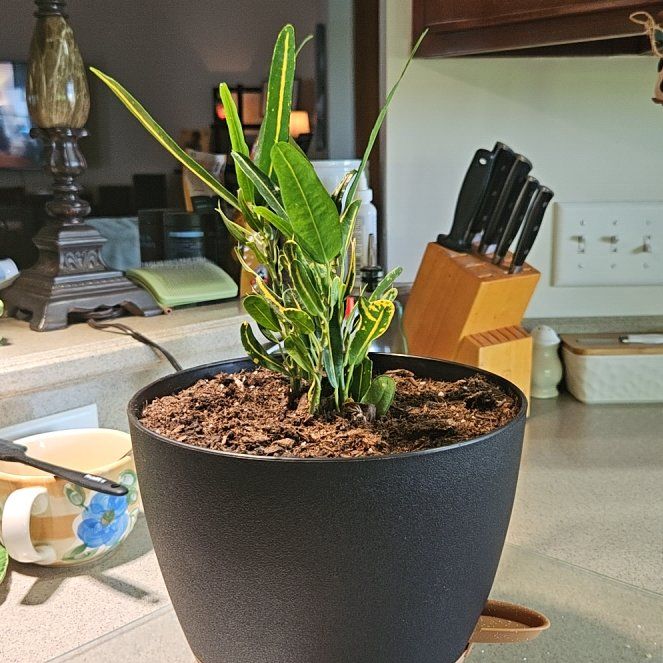 Photo of the plant species Banana Croton by @mreta named Madonna on Greg, the plant care app