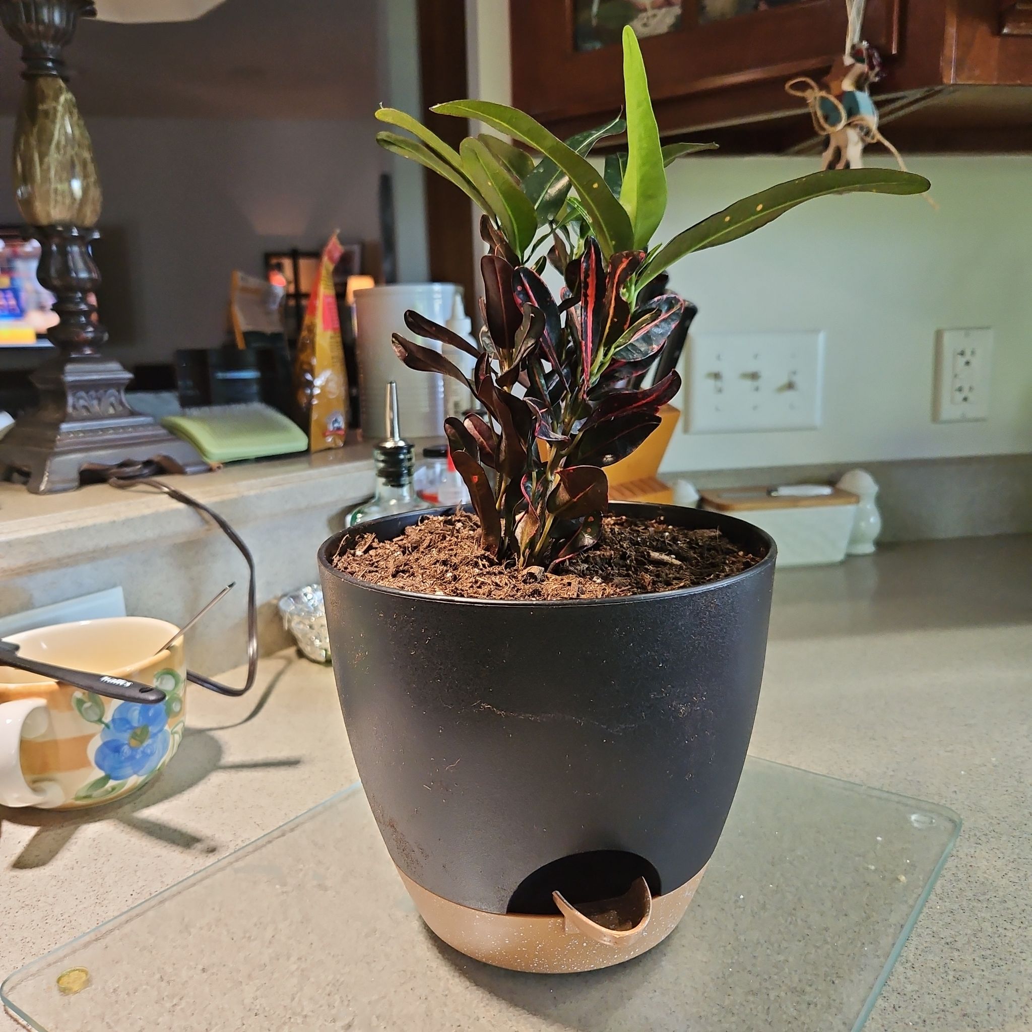 Photo of the plant species Luna Batik Croton by @mreta named Willow on Greg, the plant care app