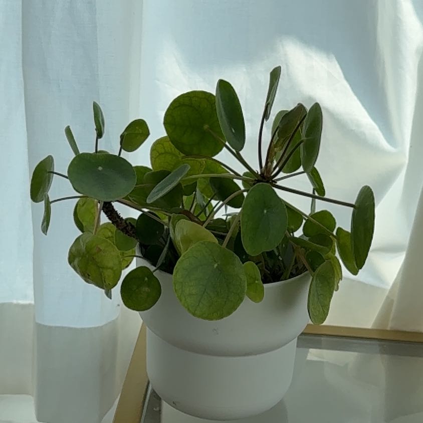 Common Chinese Money Plant Problems | Greg